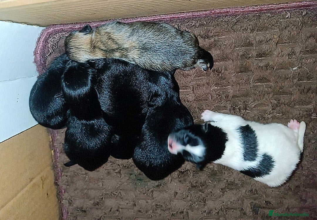 Pomerania perros en venta: POMERANIAS MACHOS Y HEMBRAS  - Anuncio 2