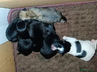 Pomerania perros POMERANIAS MACHOS Y HEMBRAS - Anuncio 22