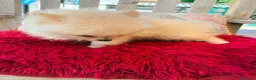 Pomerania perros en venta: Pomerania toy - Anuncio 6