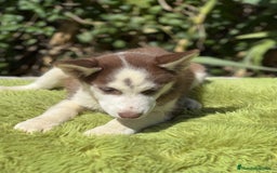 Husky Siberiano perros en venta: Husky rojo - Imagen 3