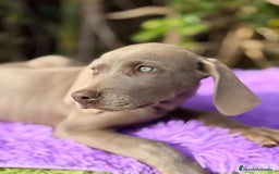 Weimaraner perros en venta: Braco de weimar, Weimaraner - Anuncio 4