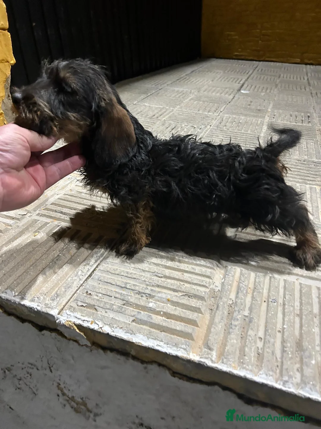 Teckel perros en venta: Tekel pelo duro Macho de Exposición  - Anuncio 1