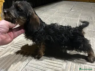 Teckel perros Tekel pelo duro Macho de Exposición - Anuncio 1