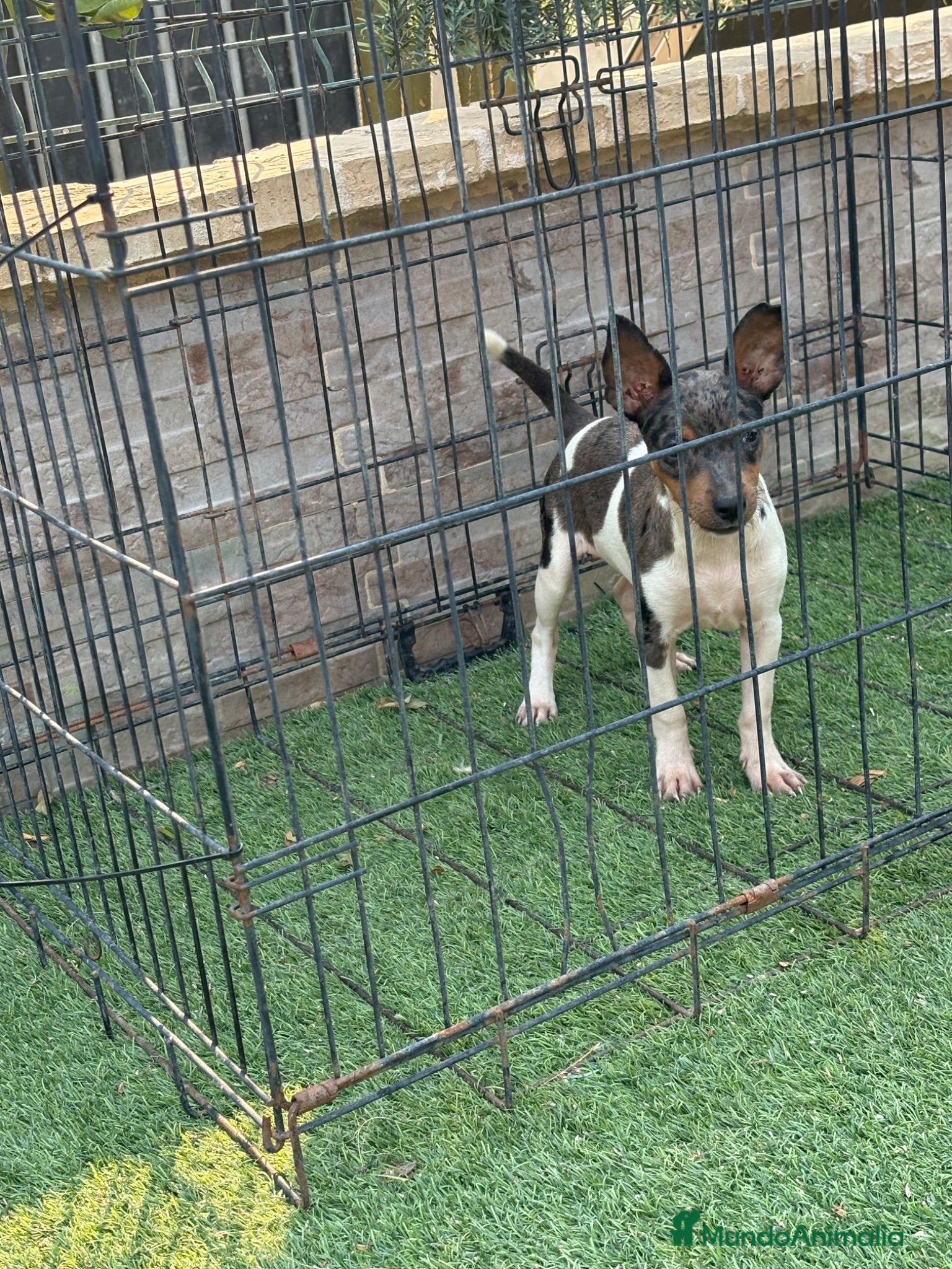 Gos Rater Valencià perros Cachorra ratera valenciano arlequín  - Anuncio 1