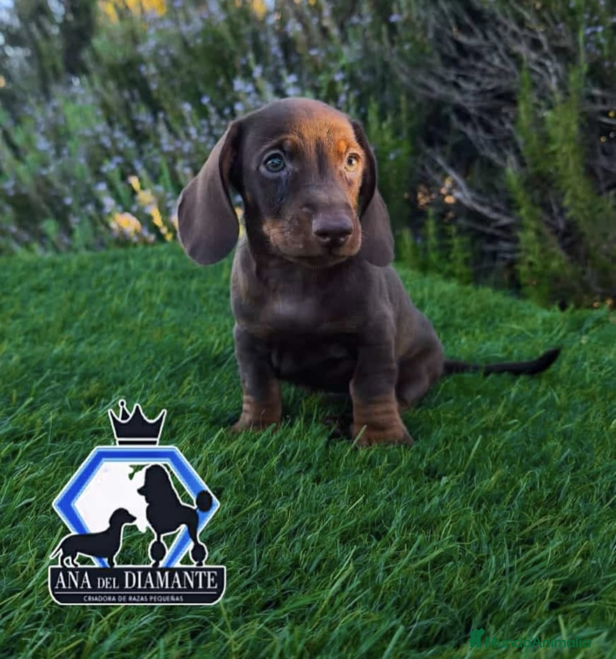 Teckel Miniatura perros en venta: Teckel mini  - Anuncio 3