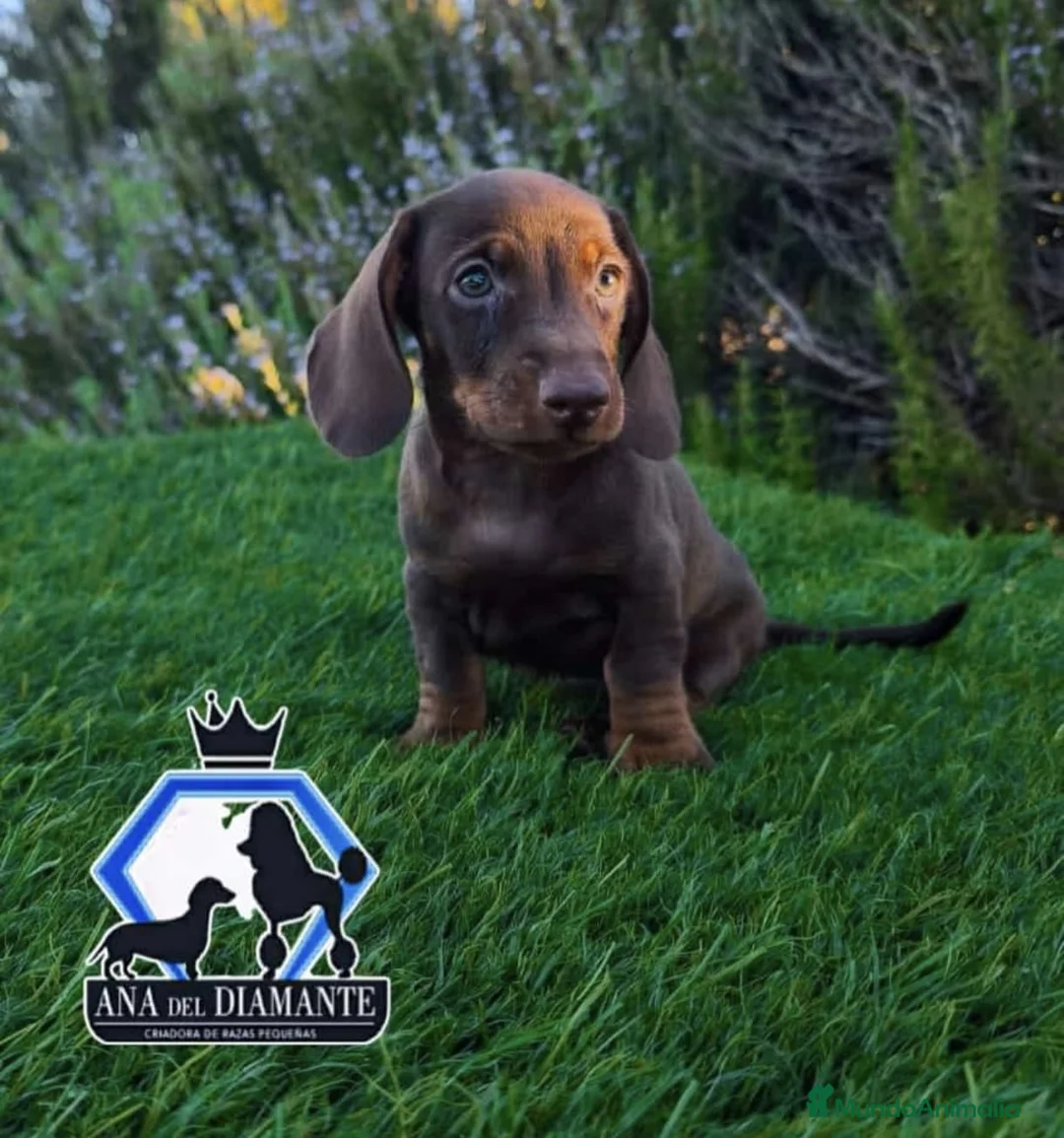 Teckel Miniatura perros en venta: Teckel mini  - Anuncio 1