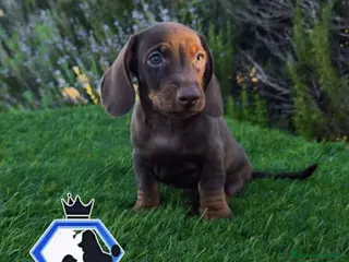 Teckel Miniatura perros Teckel mini - Anuncio 37