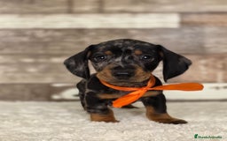 Teckel Miniatura perros en venta: TECKEL MINIATURA Y KANINCHEN - Imagen 4