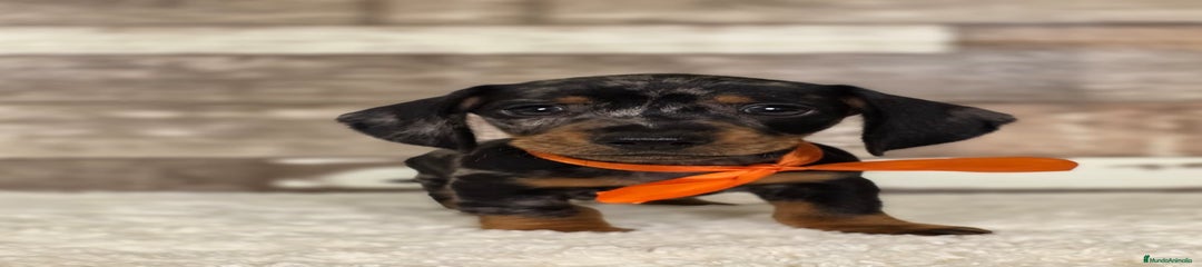 Teckel Miniatura Cachorro 5