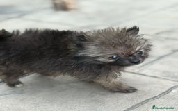 Pomerania perros en venta: Poo pomerania MICRO TOY  - Imagen 14