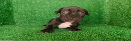 Bulldog Francés perros en venta: Bulldog francés  - Anuncio 23