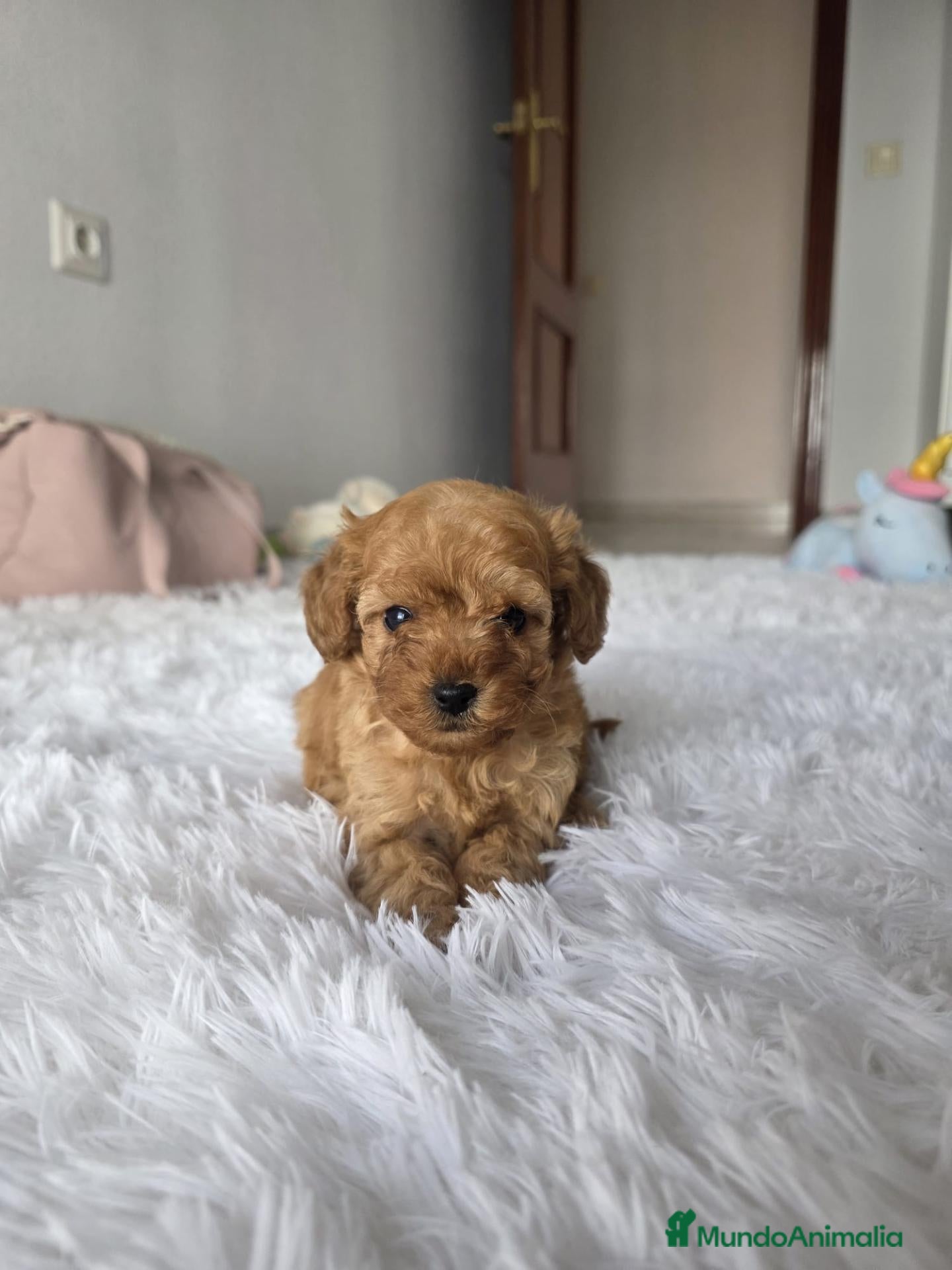 Caniche Toy perros en venta: CANICHE TOY - Anuncio 1