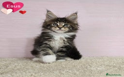 Maine Coon gatos en venta: Gatitos Maine Coon - Imagen 1