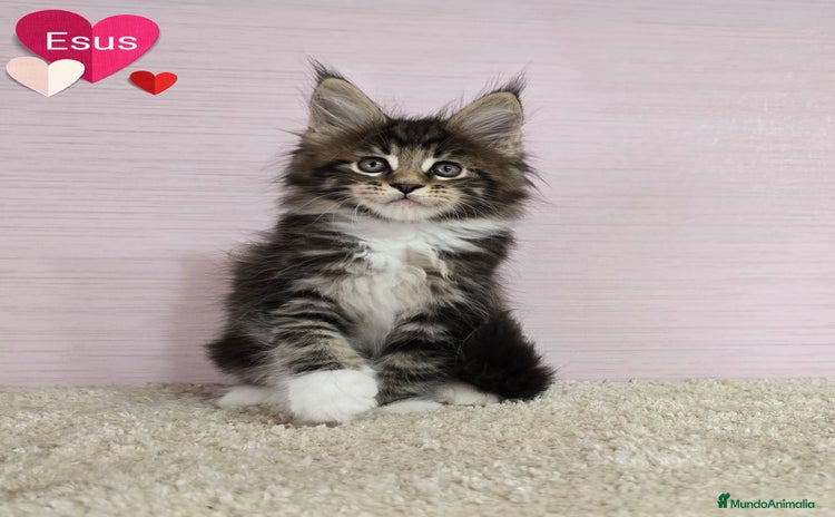Maine Coon gatos - Anuncio 1