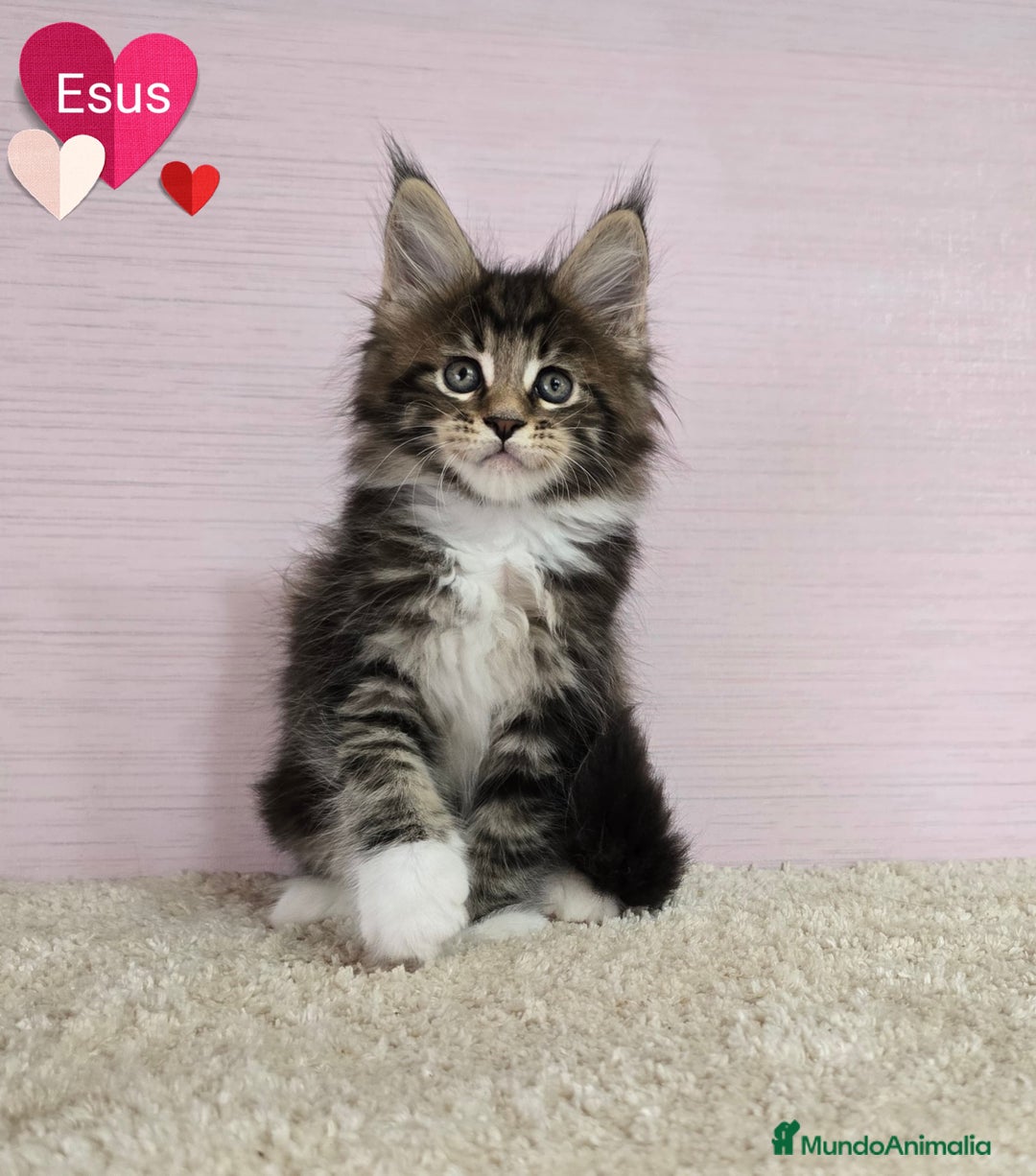Maine Coon gatos en venta: Gatitos Maine Coon - Imagen 1