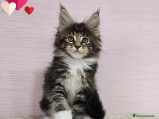 Maine Coon gatos - Anuncio 6