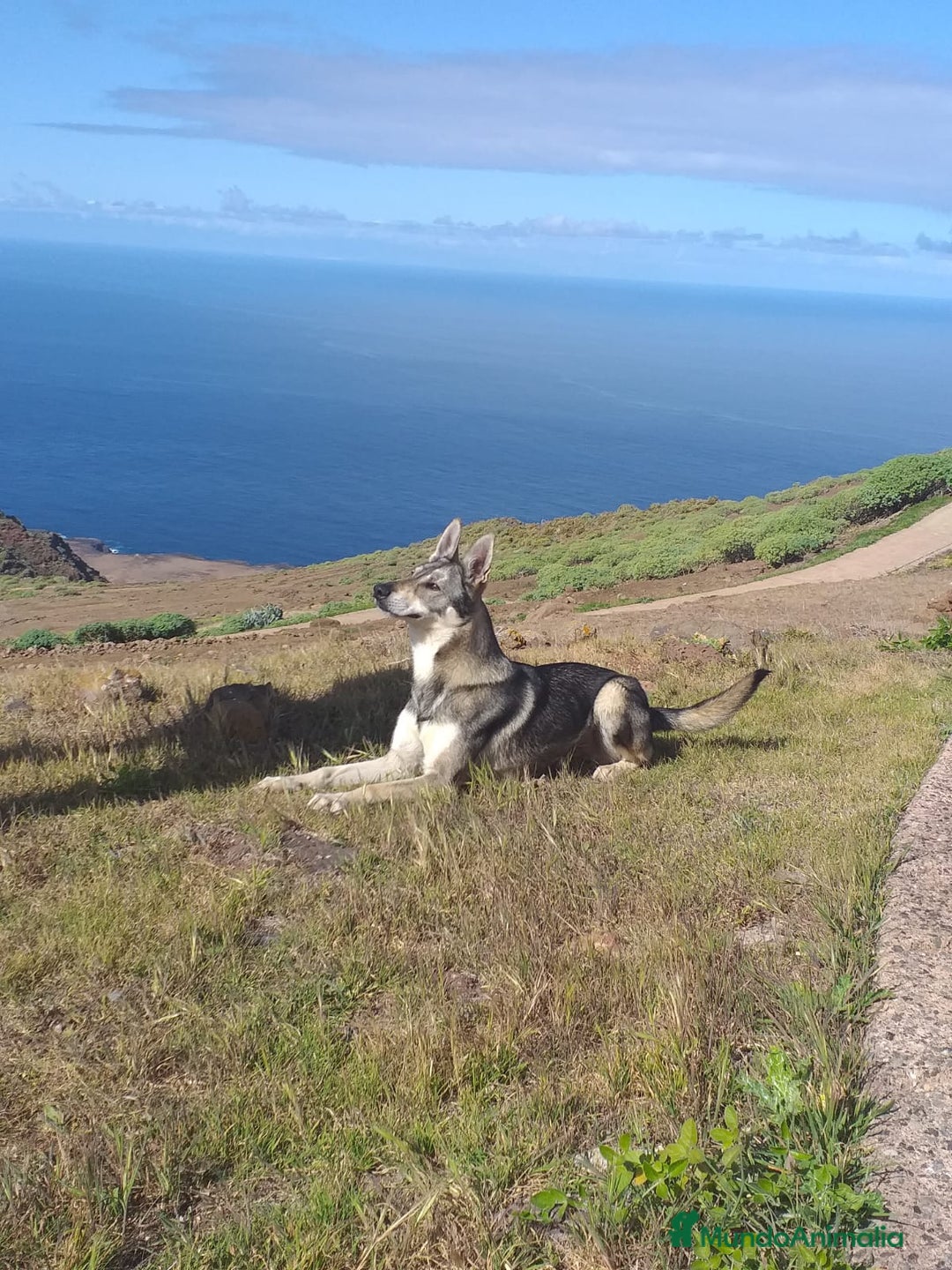 Perro Lobo Checoslovaco perros en venta: Perro lobo herreño  - Imagen 3