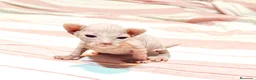Sphynx gatos en venta: Magnificos Sphyx blancas - Anuncio 5