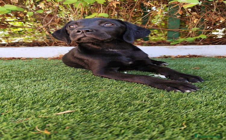 Labrador Retriever perros - Propaganda 5