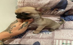 Chihuahua perros en venta: Chihuahua miniatura  - Imagen 4