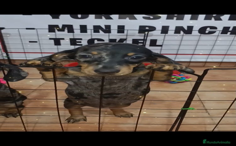 Teckel Miniatura perros - Propaganda 13