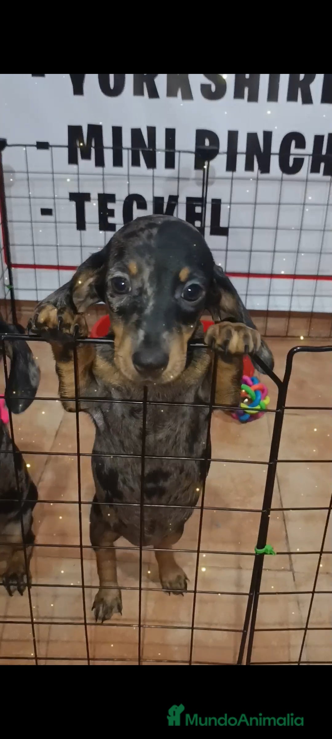Teckel Miniatura perros en venta: Teckel arlequín - Imagen 1