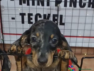 Teckel Miniatura perros - Anuncio 24