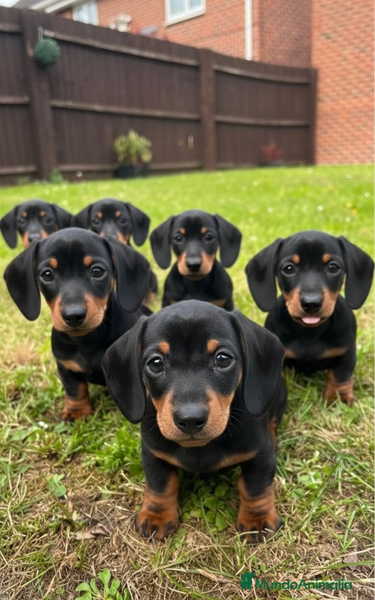 Teckel Miniatura perros CAMADA DE TECKEL MINI NEGRO FUEGO 🐾 - Anuncio 1