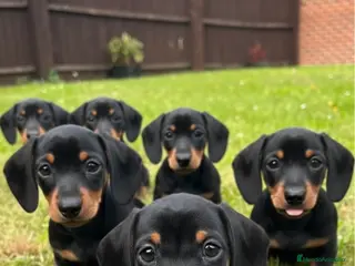 Teckel Miniatura perros CAMADA DE TECKEL MINI NEGRO FUEGO 🐾 - Anuncio 35