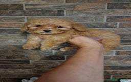 Caniche Toy perros en venta: HEMBRA CANICHE TOY APRICOT  - Imagen 5