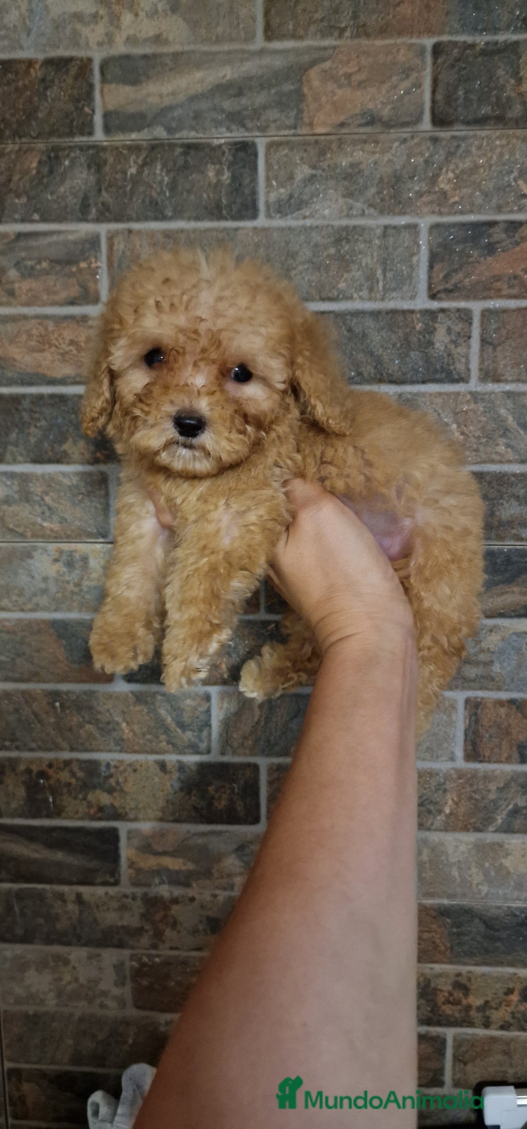 Caniche Toy perros en venta: HEMBRA CANICHE TOY APRICOT  - Imagen 5