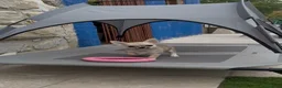Chihuahua perros en venta: Excelentes machitos chihuahua - Anuncio 4
