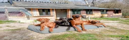 Rhodesian Ridgeback perros en venta: Rhodesian Ridgeback adultos con pedigrí  - Anuncio 5