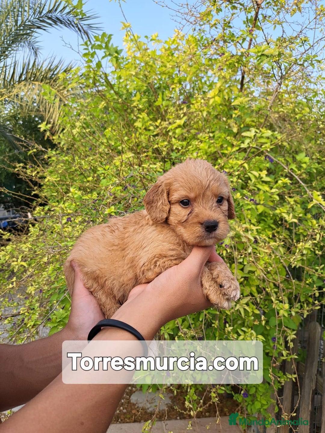Labradoodle perros en venta: Labradoodle F3 - Imagen 2