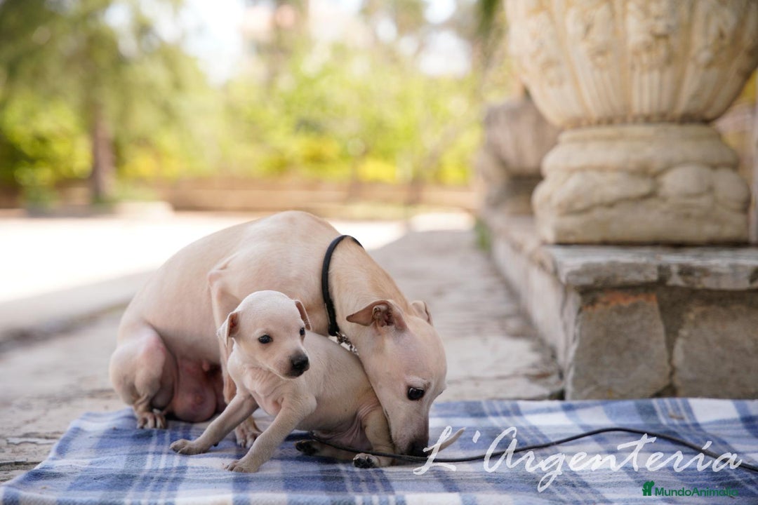 Pequeño Lebrel Italiano perros en venta: camada de piccolo lebrel italiano  - Imagen 6