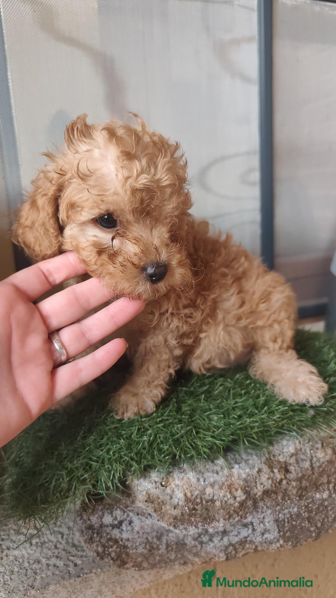 Caniche Toy perros 🔥🔥🔥 HEMBRA🔥🔥🔥 - Anuncio 31