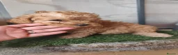 Caniche Toy perros en venta: 🔥🔥🔥 MACHOS DISPONIBLES 🔥🔥🔥 - Anuncio 2