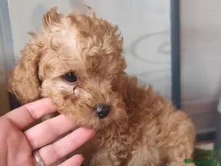 Caniche Toy perros 🔥🔥🔥 HEMBRA🔥🔥🔥 - Anuncio 31