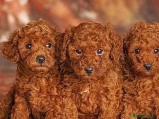 Caniche Toy perros en Salamanca - Anuncio 4