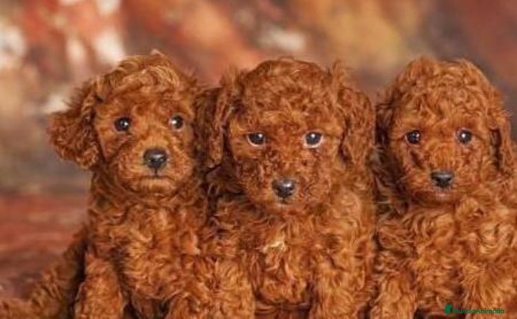 Caniche Toy perros en Salamanca - Anuncio 14