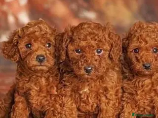 Caniche Toy perros Caniche toy ¡¡PRECIO REAL!! en Salamanca - Anuncio 24