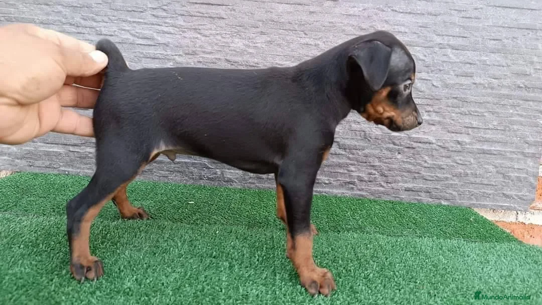Pinscher Miniatura perros en venta: PINSCHER MINI - MADRID Y ALREDEDORES  - Anuncio 1
