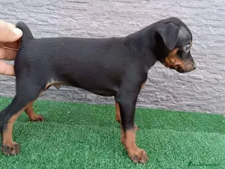 Pinscher Miniatura perros PINSCHER MINI - MADRID Y ALREDEDORES - Anuncio 4