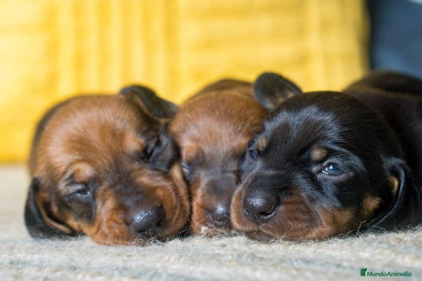 Teckel Miniatura perros teckel cachorros disponibles  - Anuncio 22