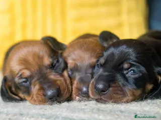 Teckel Miniatura perros teckel cachorros disponibles - Anuncio 29