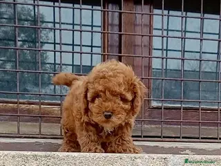 Caniche Toy perros Caniche toy - Anuncio 23