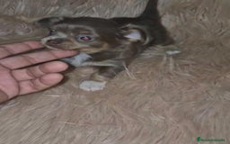 Chihuahua perros en venta: Chihuahua lilac ruso pelo largo  - Imagen 9