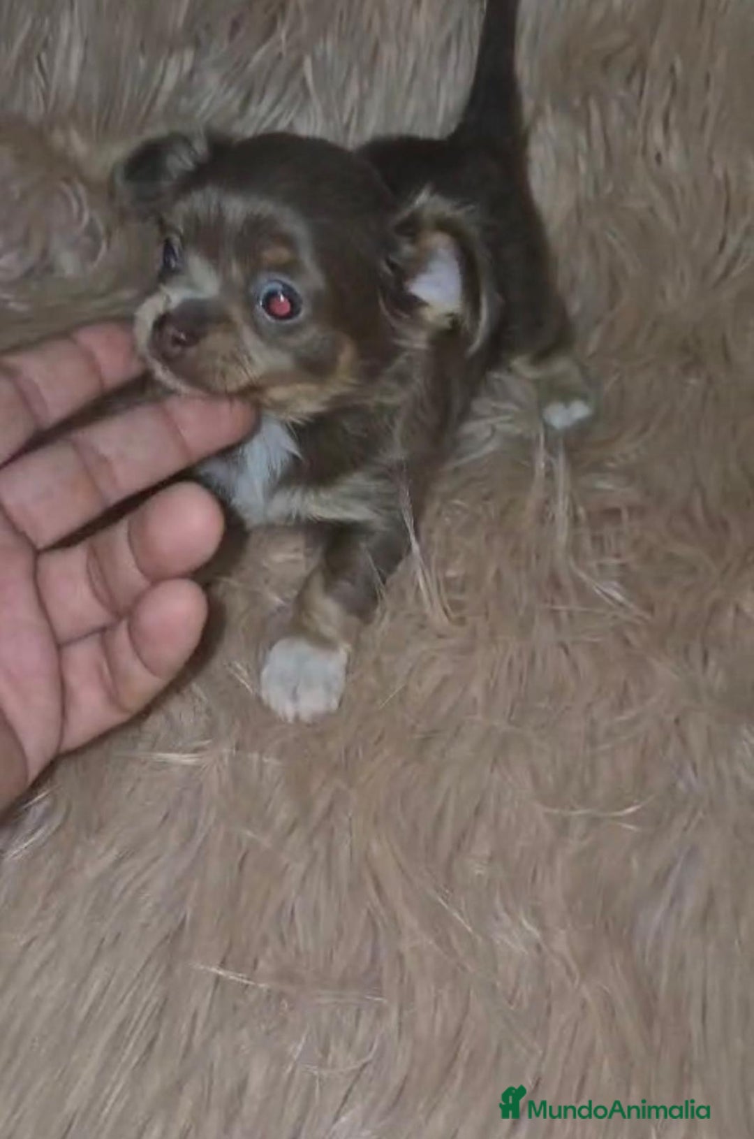 Chihuahua perros en venta: Chihuahua lilac ruso pelo largo  - Imagen 9