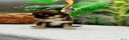 Chihuahua perros en venta: CHIHUAHUAS CHOCOLATE - Anuncio 7