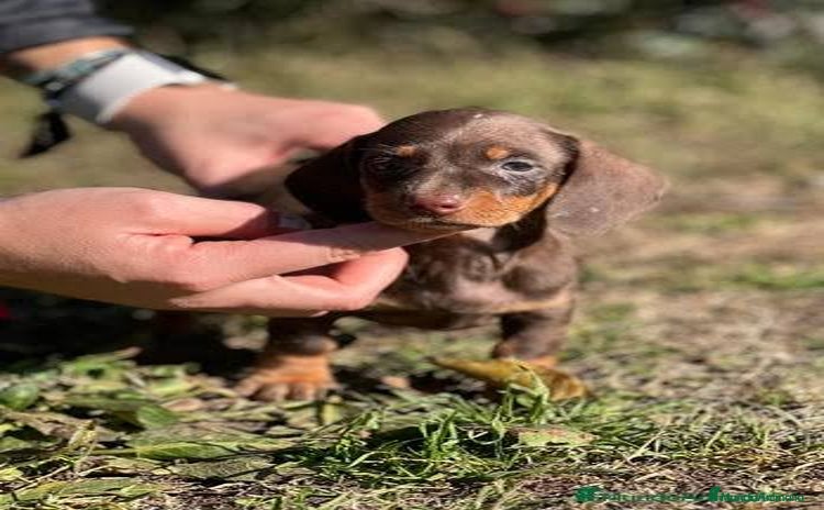 Teckel Miniatura perros - Anuncio 8